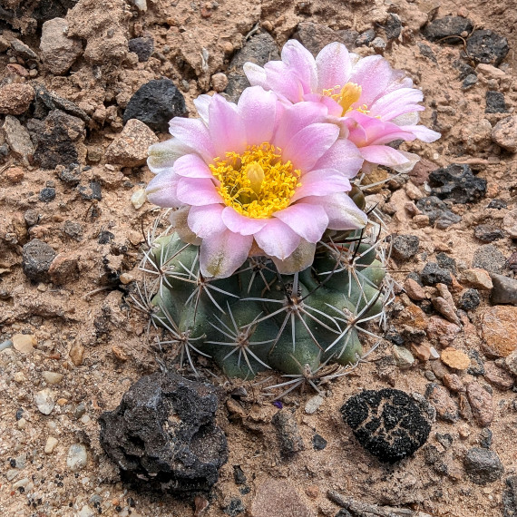Colorado Wildflowers - Web-based Field Guide